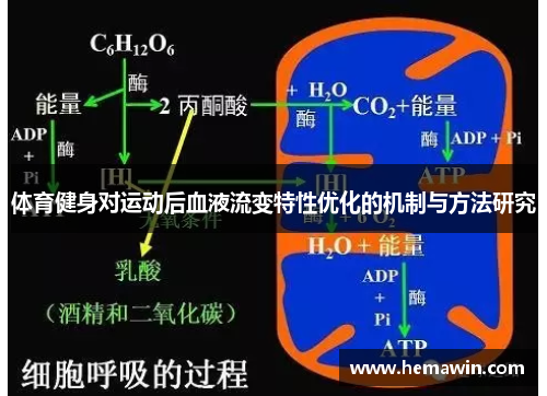 体育健身对运动后血液流变特性优化的机制与方法研究